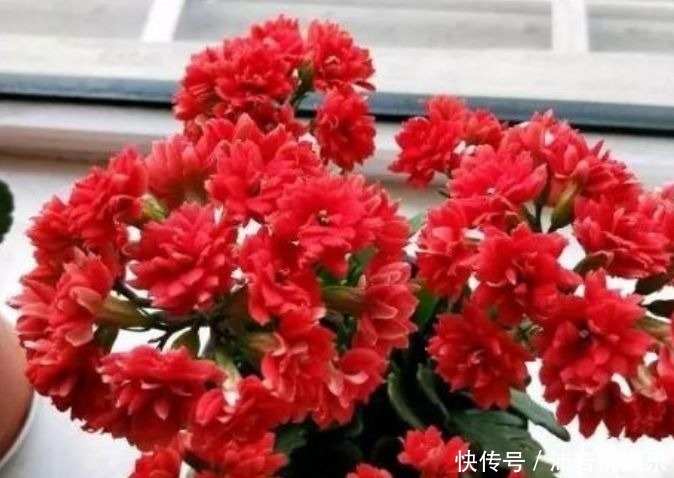 花卉|居家就养此款花卉,便宜还好养,对待新手超友好的