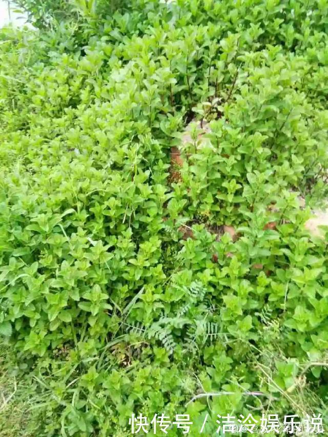 5种花最好别养,根钻得到处都是,砍都砍不尽