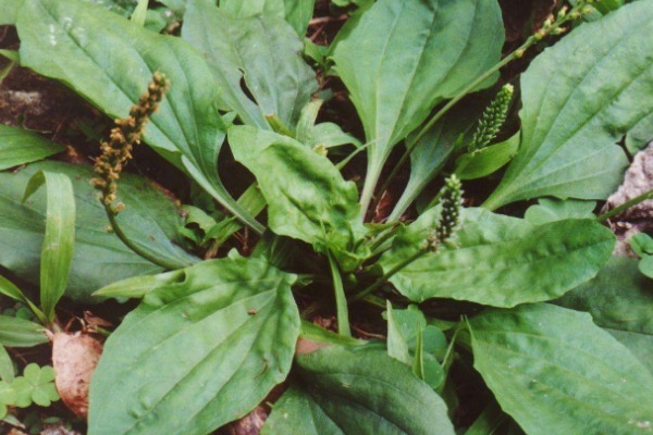 功效|车前草能抗癌别再被忽悠了,真实功效有4个,早知早受益!