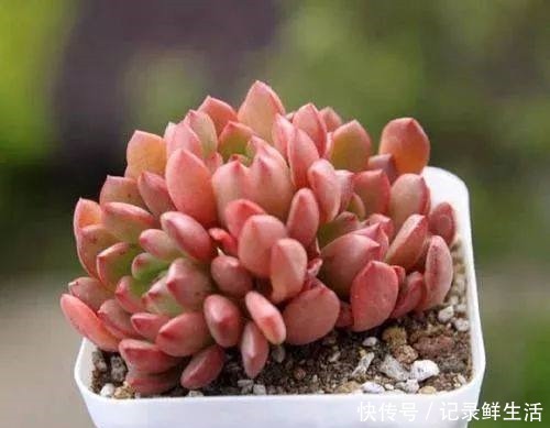 多肉怎么养才能颜色亮丽,达到胖乎乎萌萌哒的水准呢!