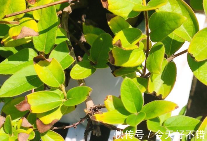 金银花大面积黄叶，黑尖，您可能不知道影响因素有这么多，要重视