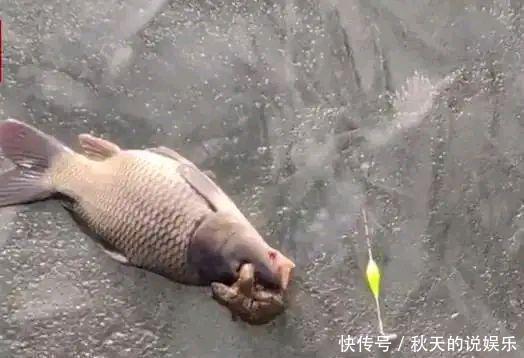 罕见!辽宁钓鱼人喜获“金蟾抱鲤”寓意好运来?知道真相后很尴尬