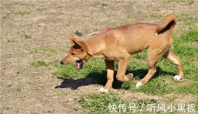 聊斋志异$《聊斋志异》:孟婆汤是什么样子的,不喝就能记得上辈子的往事?