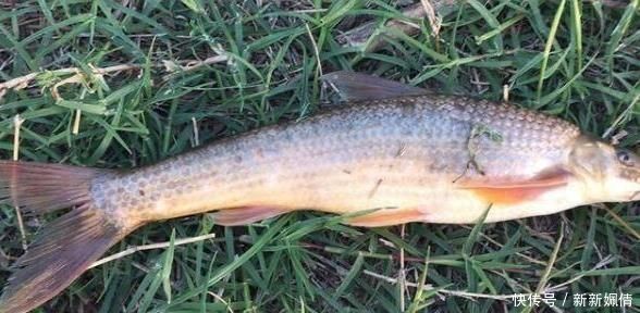 养殖|180元1斤吃到濒危，上岸后养不活，如今终于养殖成功，却没人敢养