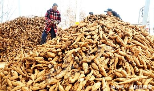 堪比|价值堪比“人参”的中药材,被国外当垃圾,不惜花费重金清理!