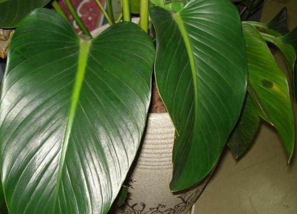 养花犯愁自己不会浇水，该怎么办用它们干透浇透轻松搞定