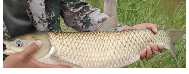 野生大草鱼太狡猾，不肯吃商品饵，唯独这种传统钓法才好使！