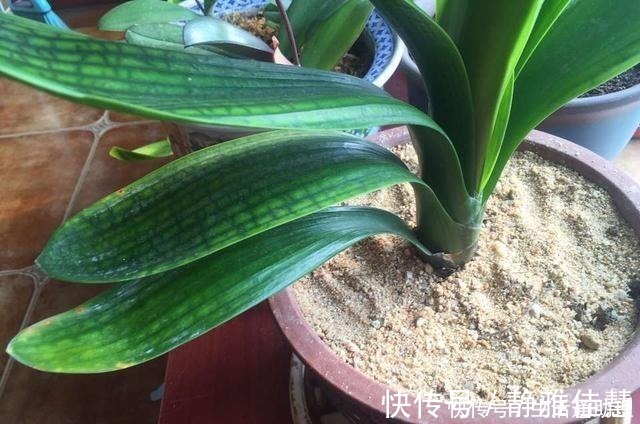 见效|花盆落满小飞虫周围撒点它，3天就见效，小虫死翘翘！