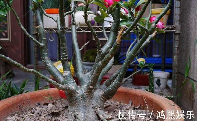 小齐|沙漠玫瑰叶子掉光了怎么办从3点入手，让它快速长叶开满花