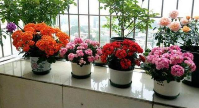 养长寿花想花开爆盆用好3个窍门，叶子翠绿年前花满枝