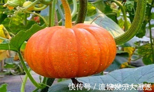 早衰|女性想要身体好,建议吃4种食物,缓解痛经,预防子宫早衰