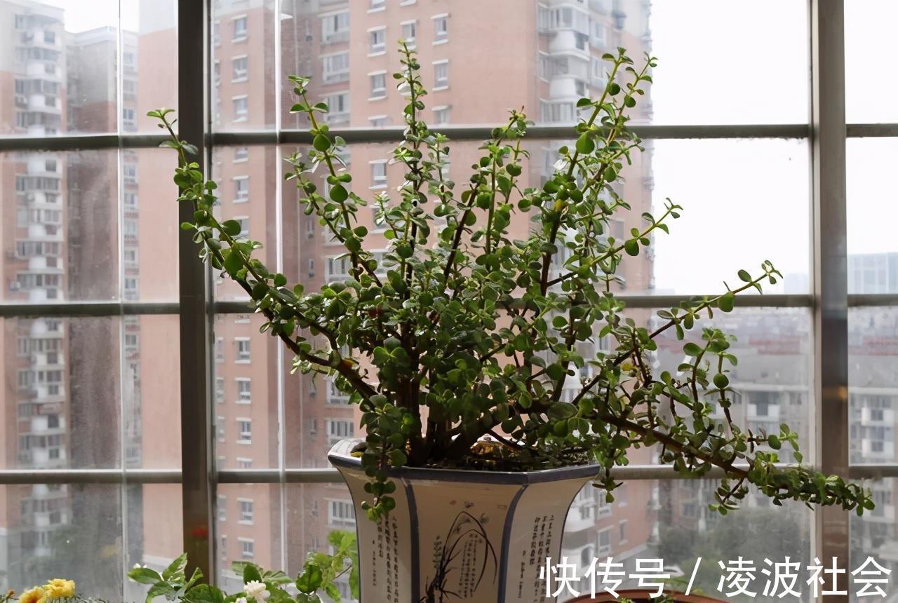 漂亮|养金枝玉叶,做到4点,长成粗壮老桩,漂亮又精致