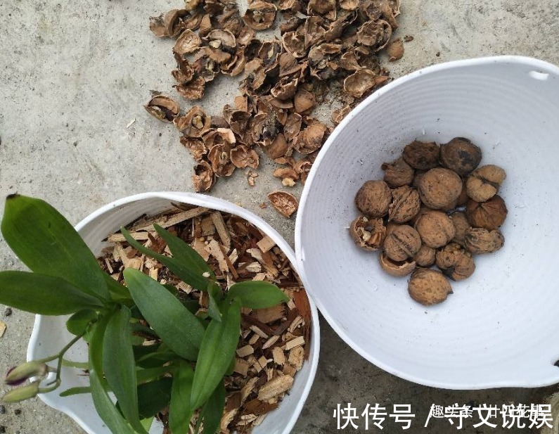 花草|吃完3样东西,留下“废壳”,闷一闷拿来养花,比营养土强10倍