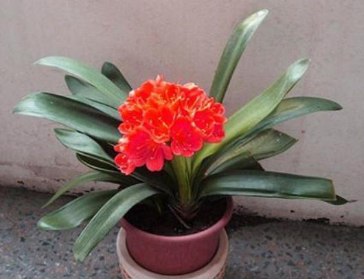 君子兰“不好养”吃点“蛋白质”,花苞一团接一团,花开不停歇