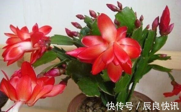 自制|养花缺少磷钾肥学会自制技巧,往花盆里放一点养啥植物都旺