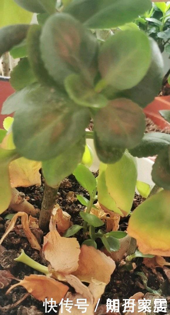 夏天养花,4种植物容易“浇死”,进入休眠期,浇水能少则少