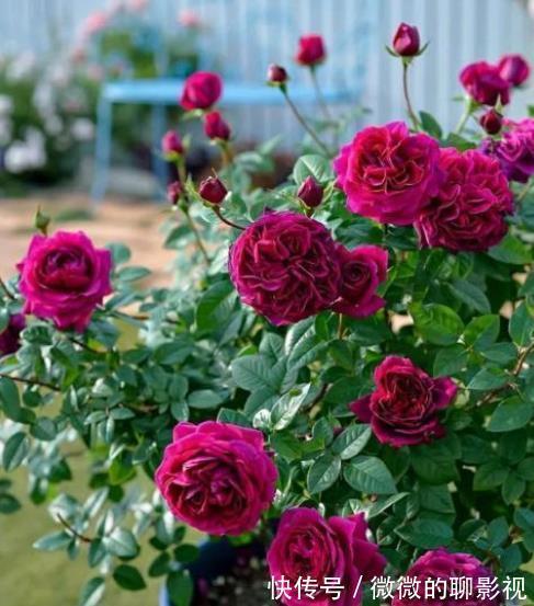 12月养3种花,别急着搬进室内,丢在外面冻一冻,花苞更多开得艳