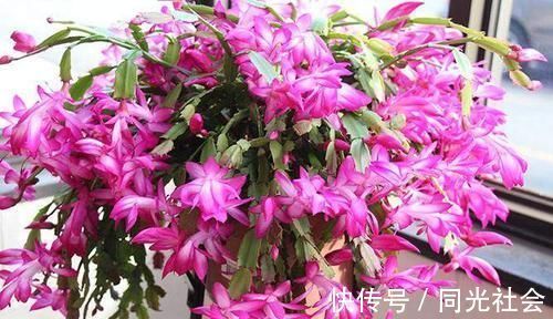 秋冬养蟹爪兰,做好4件事,叶片肥又绿,花开满枝头!