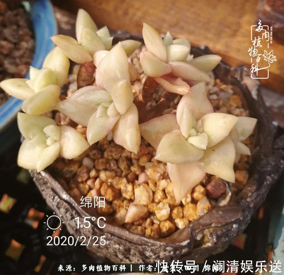 草木|一定要爱着点什么,恰是草木对光阴的柔情!