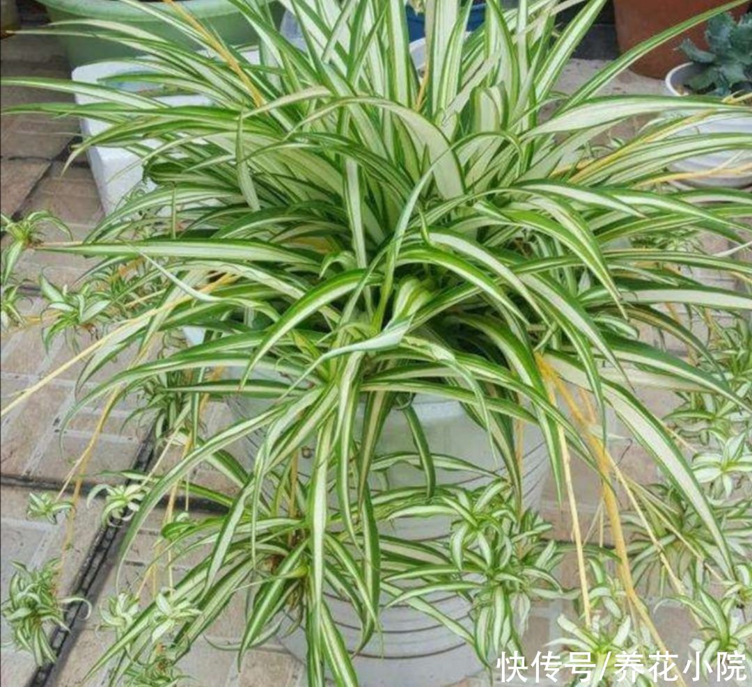 红豆杉|5种植物,能净化空气,养在室内美观大方