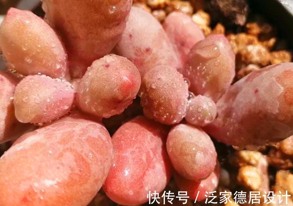 叶片|一众多肉中，桃蛋是心中最痛，因为真难养，还好有这些品种取代它