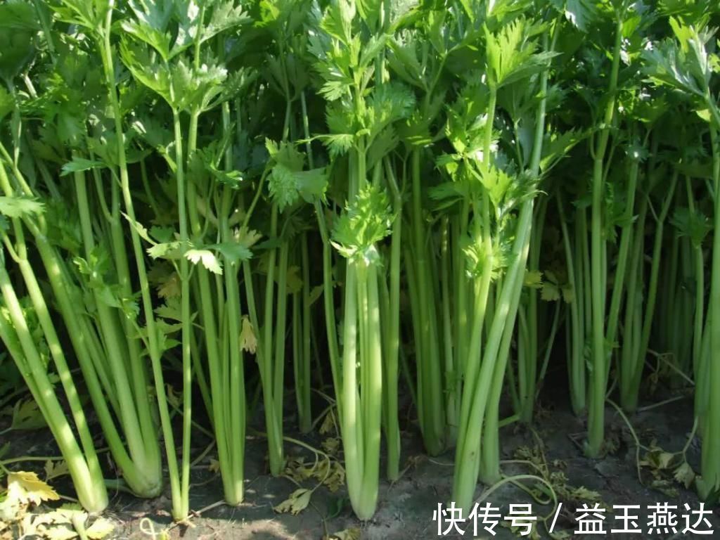 平稳|高血压患者,除了少吃盐,2事也要少做,若能忍住,血压慢慢平稳