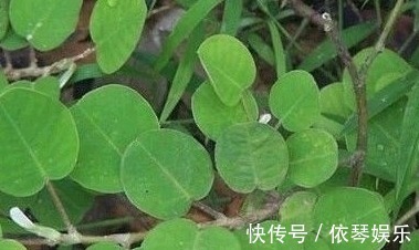 消炎|农村路边这些野菜，祛风止痛、消炎解毒，功效大，可惜很少人知道