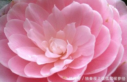 小技巧|家养茶花总是开花慢学会这三个施肥小技巧,轻松花开爆满盆