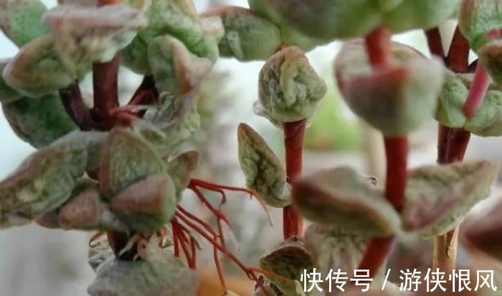 多肉长气根危害大,弄清这些原因,对症下药不用慌