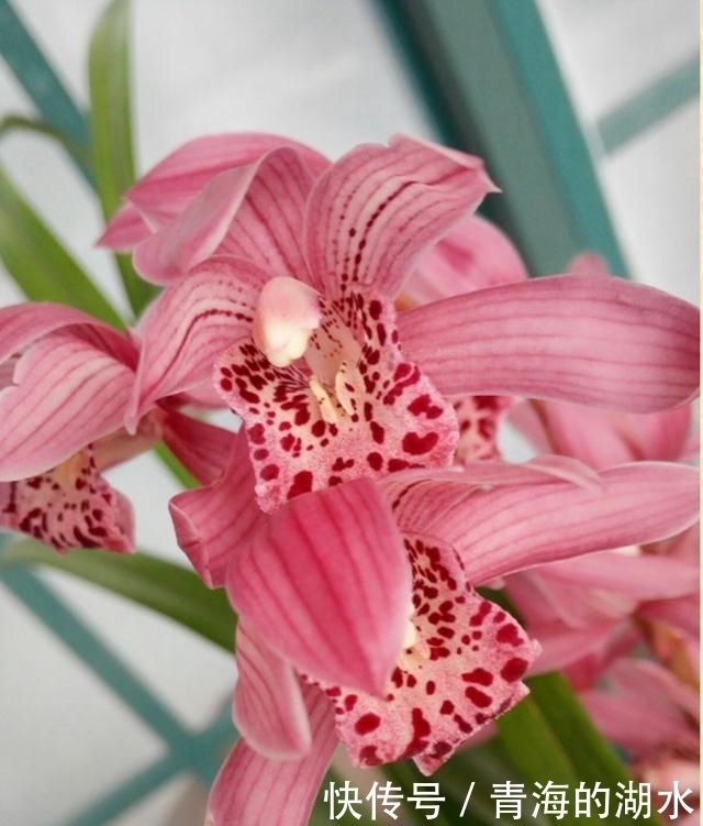 女士养兰花,首选“红满天”,花色艳丽,兰香四溢,长期有花赏!