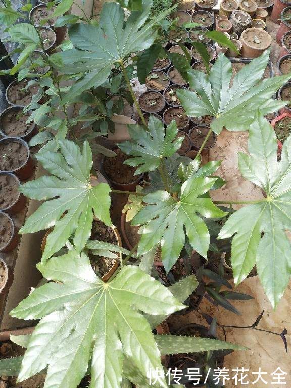 八角|家里养盆“八角金盘”，净化空气效果好，满屋子生机盎然