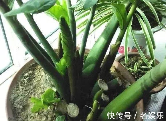 8种花现在赶紧剪，剃光头撸光叶，越狠越爆盆