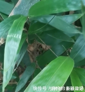 民间|民间常用它的叶子包粽子,有一种清新的香味,你用它包粽子吗?