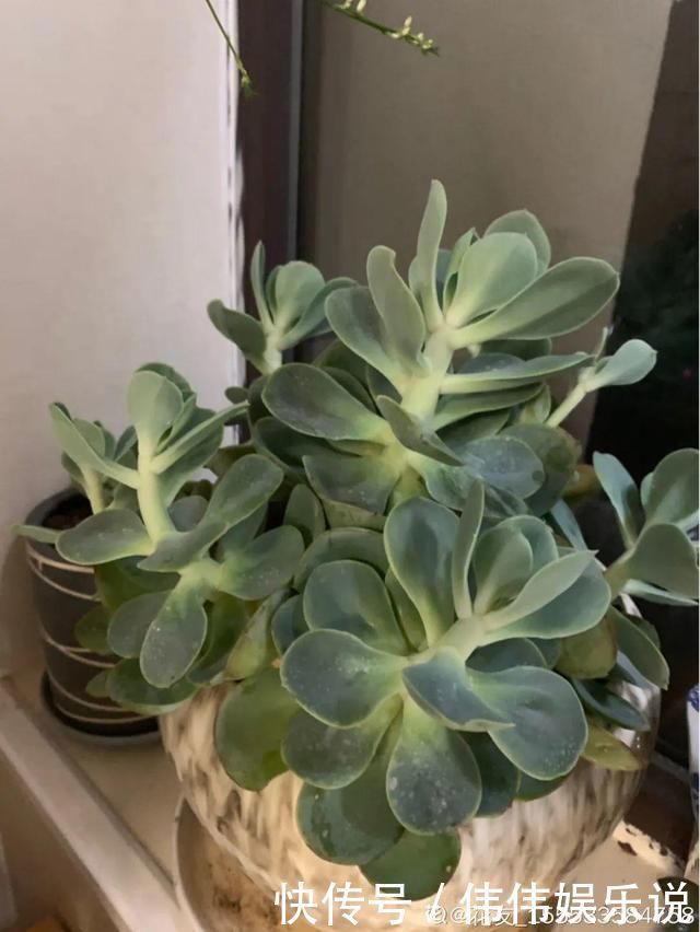 地方|夏天养花,这个地方千万别摆,否则3天死翘翘