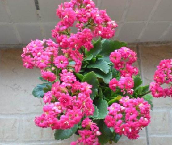 长寿花“犯傻”不开花“收拾”一下，花苞立刻上枝头，花朵旺