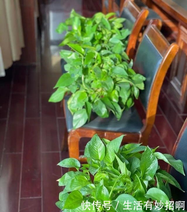 10种花,春天不能晒,躲屋里最安全!10种花,春天不能晒,躲屋里最安全!