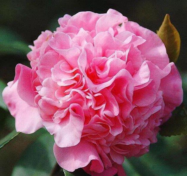 4种漂亮花养家里,一年四季开花不断,惊艳如花球,美翻了