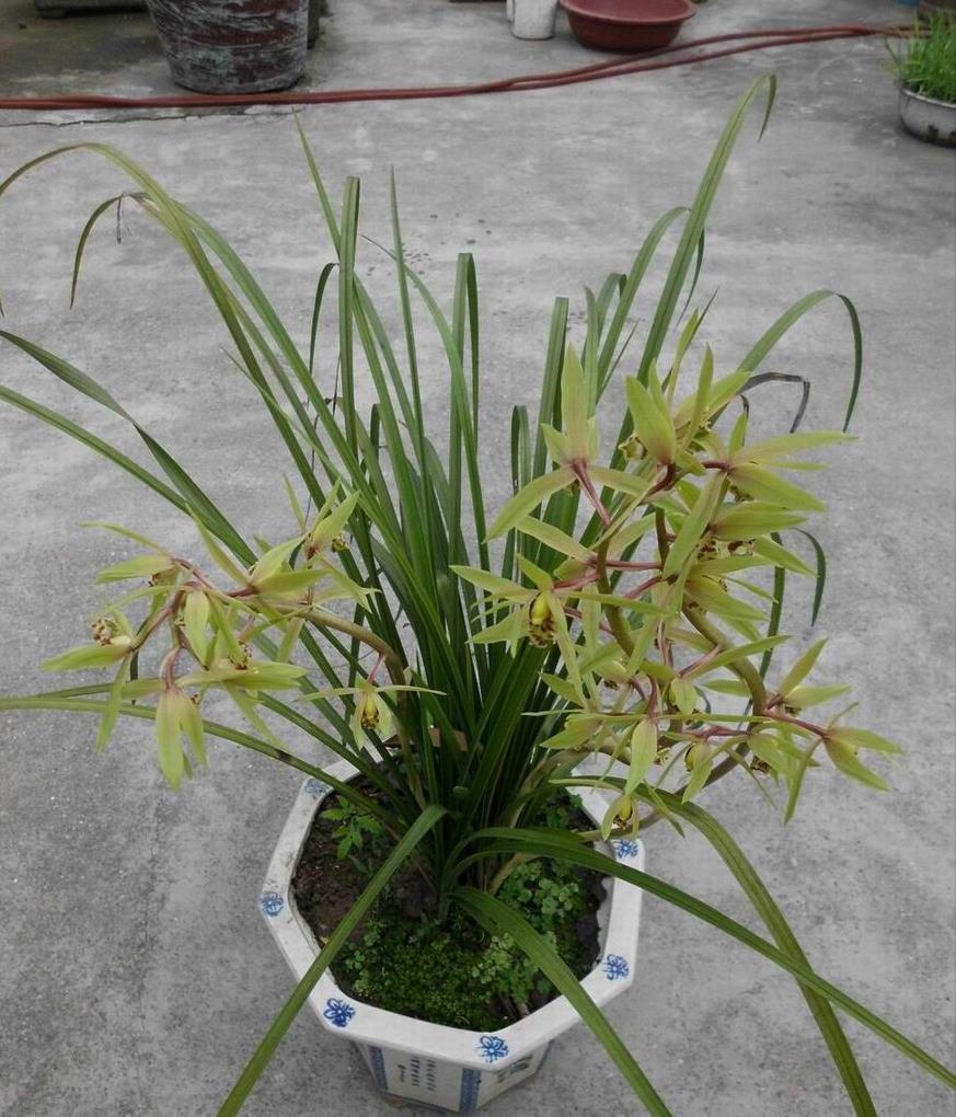 硫酸亚铁|入冬养兰有“三怕”，避开不落蕊，缀出白嫩萝卜根，绽放层叠群兰