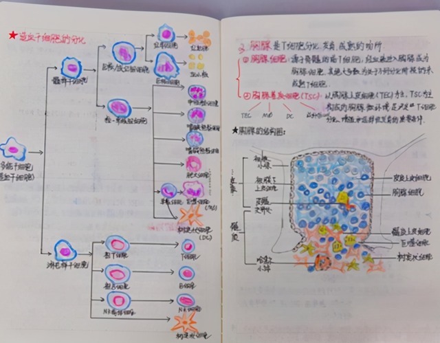 学霸|学霸和学渣有什么差别?看完课堂笔记对比图,差距一目了然