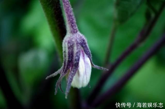 茄子|怎样让一只茄子也显得有文化