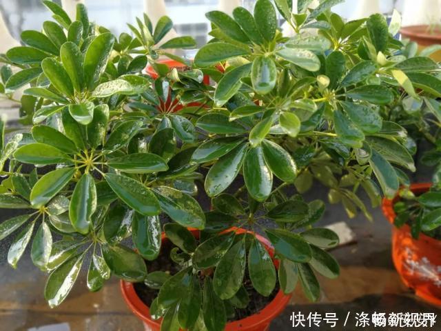 6种杀菌花,杀菌去异味,家里空气更干净!