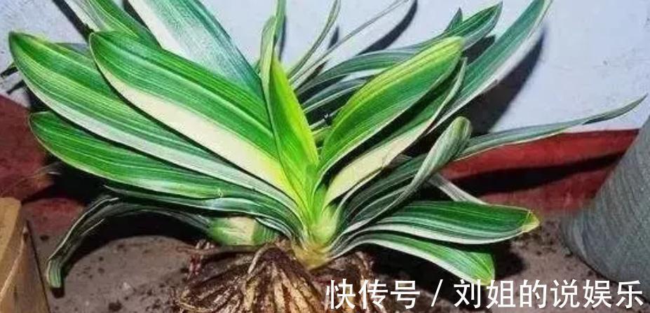 养君子兰,盆里放一块“它”,什么肥不用施,长得油绿、花多