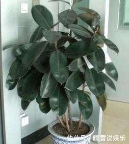 修剪|盆栽橡皮树，养护有诀窍，叶子亮的能发光，枝干粗壮，百搭盆栽