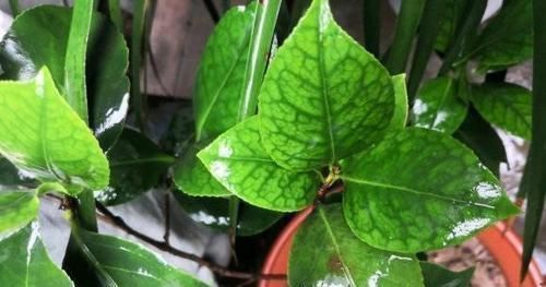 茶花养不好,死亡,掉叶,黄叶,问题出在土,1种粉末就能解决