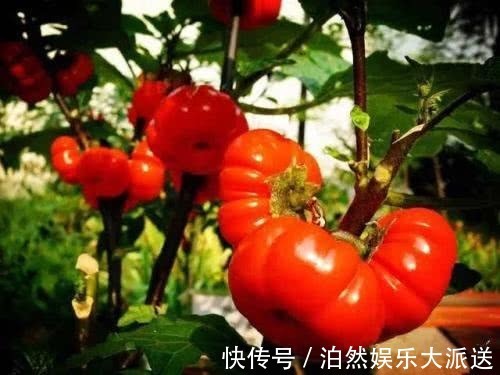 名字|喜欢养花,不如养盆千日红,霸气的名字一听就明白!