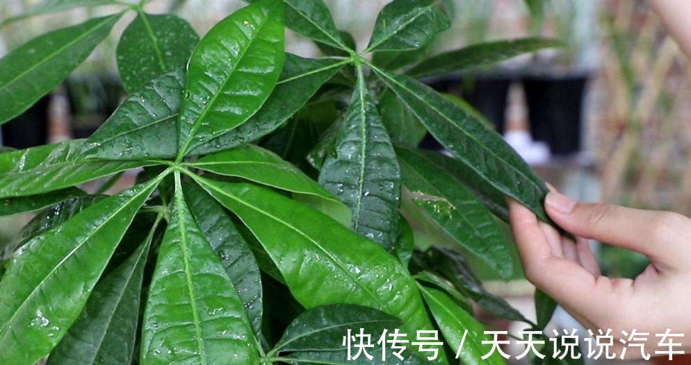 绿萝吊兰发财树冻伤怎么办，教你学几招，新叶呼呼冒不停