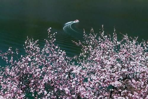 走！去崆峒山看桃花……