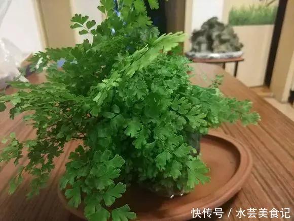 这6种花是“天然净化器”，家中养1盆，潜伏的甲醛也会吸干净！