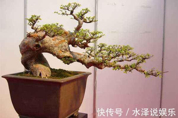 榆树|野外挖到一个树桩疙瘩,凹出造型价值高,看看叶子原来是榆树