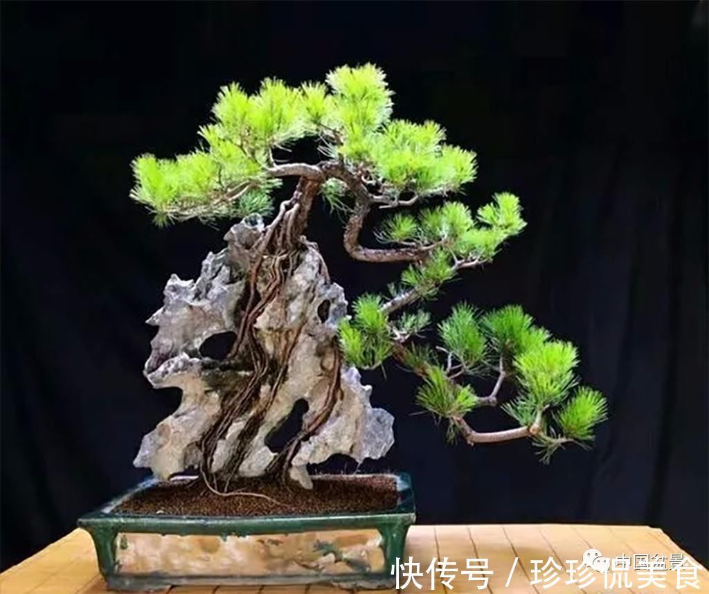 极品附石山松盆景，见过的人都忍不住竖起大拇指！